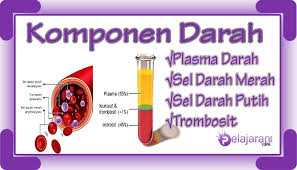 Fungsi darah merah, putih, plasma dan keping darah. Komponen Dan Fungsi Darah Dalam Tubuh Manusia Dengan Penjelasan Terlengkaap Ilmu Pengetahuan Alam Ipa