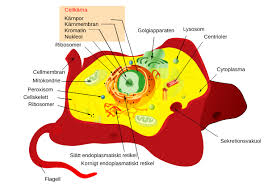 The ones mentioned on this page some knowledge of animal cell structure is usually required for introductory courses in human anatomy and physiology e.g. Datei Animal Cell Structure Sv Svg Wikipedia