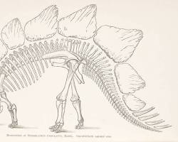Image of Othniel Charles Marsh Triceratops Stegosaurus Apatosaurus illustrations or skeletons