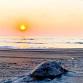 Lessons in Sea Turtle Monitoring (2026)