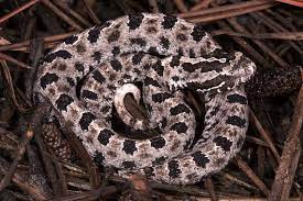 The dusky pigmy rattlesnake is the most common venomous snake in florid, and is responsible for more human snakebite than any other snake. Dusky Pygmy Rattlesnake Florida Snake Id Guide