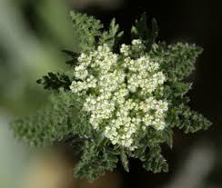 Image result for Daucus incognitus