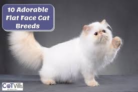 10 Flat Faced Cat Breeds Pictures Health Considerations