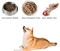 Best Dog Food For Shiba Inus My First Shiba Inu