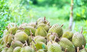 Malaysia's premium durian, especially for a. Bao Sheng Durian Farm Travel Guidebook Must Visit Attractions In Bao Sheng Durian Farm Nearby Recommendation Trip Com
