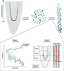 We did not find results for: The Potential Of Single Cell Profiling In Plants Genome Biology Full Text