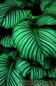 Many variegated hostas have hosta fortunei genes in them. Hostas Hostas Plants Shade Garden