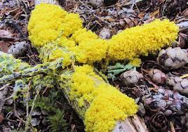3 slime mold species including physarum polycephalum and badhamia vulgaris. Slime Molds U S National Park Service