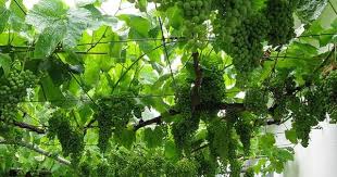 Of trellis or fence, with each plant producing on average about 15 lbs. Notice How The Wire Is Attached Directly To The House Growing Wine Grapes Grape Vine Plant Growing Grapes