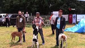 Emet Te 2 Kez Pointer Irki Kopegi Yetistiricileri Ve Ureticileri Yarismasi Gerceklestirildi Dailymotion Video