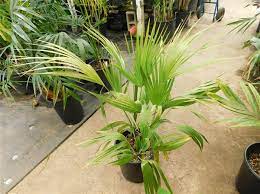 With moderate maintenance it can be made into a beautiful focal point in any yard. Palm Tree Sale Summer 2019