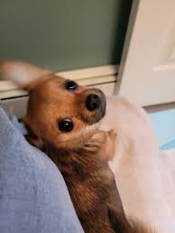 Adopted dog leaves SPI animal rescue for new home