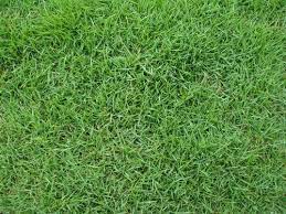 Grama Coreana Forracao De Gramados Grass Textures Grass Texture Seamless Lawn Grass Types