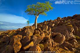 Image result for Sterculia quinqueloba