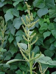 Free for commercial use no attribution required high quality images. Pigweed Amaranthus Spp In Alberta