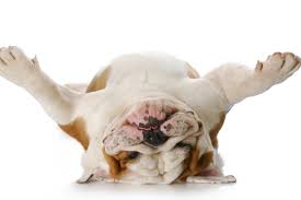 images?q=tbn:ANd9GcQ1dFq6KKouF91EIAXMDmA