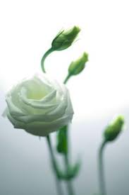 Check spelling or type a new query. 79 What S In My Bouquet Ideas Flowers Bouquet Planting Flowers