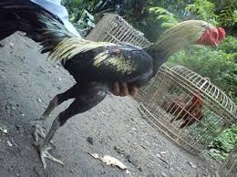Lantas, apa sebenarnya makna dari katuranggan itu sendiri? Warna Ayam Pamangon Wido Yang Bagus Warna Kaki Ayam Bangkok Yang Bagus Ide Perpaduan Warna Witcar625 Wall
