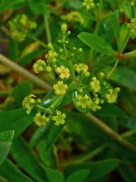 Image result for Rubia cordifolia