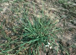 Image result for Paspalum