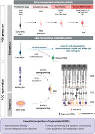 You can open several windows at once, save the pages you need. Frontiers On The Generation And Regeneration Of Retinal Ganglion Cells Cell And Developmental Biology