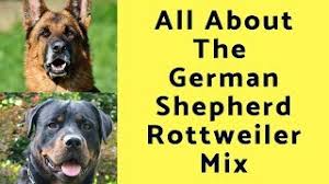 According to the american kennel club, german shepherd ranks second in the list of the most famous dog breeds, and the rottweiler comes in at the ninth spot. German Shepherd Rottweiler Mix The Complete Guide My Dog S Name