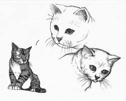 Page a colorier a imprimer help how coloriages a imprimer perfect page a colorier these. Comment Dessiner Un Chat Sur Stage De Dessin Gratuite Artacademie