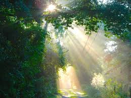 Sunlight Through Trees Walk In The Light World Mother Nature