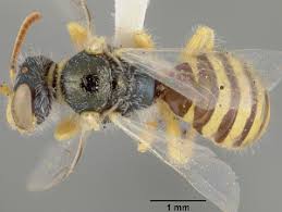 Image result for Isoglossa perdita