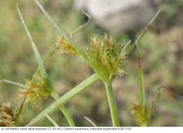 Image result for Cyperus squarrosus