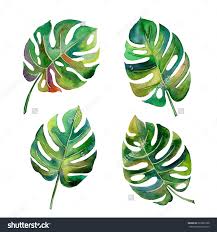 Tropical Split Leaves Philodendron Plant Botanic Watercolor Painting On White Background Plant Painting Art Watercolor Leaves Leaf Drawing