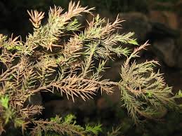Image result for Juniperus procera