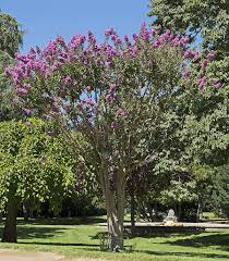 And the spaces they define! Lagerstroemia Indica Wikipedia