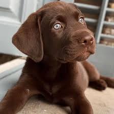 It is classified as an uncommon pet and can be hatched from a cracked egg, pet egg, or royal egg. Labrador Retriever Puppies Lab Puppy For Sale Lab Puppies For Sale Labrador Retriever Puppies For Sale Sammy Labrador Retriever