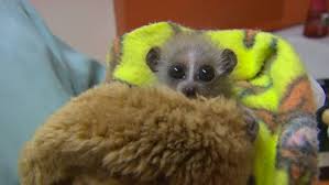 Baby Pygmy Slow Loris Eats And Cuddles Her Stuffed Album On Imgur