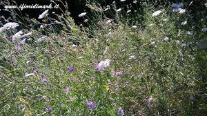 Della famiglia delle apiaceae, questa pianta anche la malga selvatica ha grandi proprietà curative. Fiori Selvatici E Spontanei Ifioridimark Giardinaggio Fai Da Te Piante Da Appartamento Piante Giardini Girasoli Fiori Rose Arredo Terrazzo Tulipani