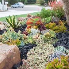 Designteaser Jpg 500 500 Succulent Landscaping Drought Tolerant Garden Succulents