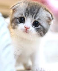 Free cat and kitten for adoption near me. Liza S Kitty Cattery Text Us 612 502 2889 Scottish Fold Munchkin Kittens For Sale