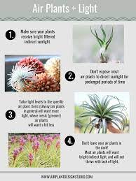 How Much Light Do Air Plants Need Air Plants Care Air Plants Air Plants Decor