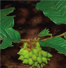 Image result for Uvaria welwitschii