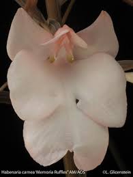 Image result for Habenaria galpinii