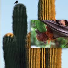 The saguaro blooms are popping out all over the place in southern arizona. Cactus Bats And Christmas Gift Giving The Institute For Creation Research