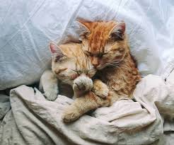 Pin De Eva Em Katze Gatos Imagens Fofas De Animais Gatos De Estimacao