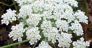Ammi Majus White Filler Flowers Flower Patch Flower Garden