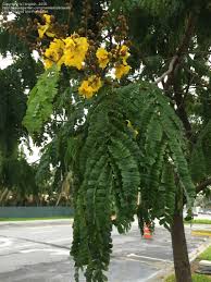 Florida's botanical bounty means a million shades of green. Plant Identification Closed Tree With Yellow Flowers And Insect Wing Leaves South Florida 1 By Brajesh