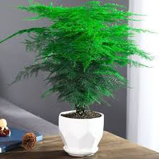 Image result for Asparagus setaceus