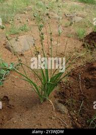 Image result for Dipcadi marlothii