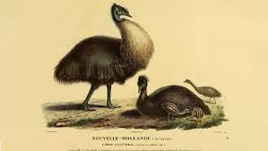 Google play store and apple app storehouse an innumerable number of applications. Extinct Dwarf Emus On Kangaroo Island Were Medium Sized The Islander Kingscote Sa
