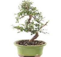 Chinese Elm - CT9006CE