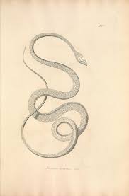Nemfrog Plate Xxiv An Account Of Indian Serpents Collected On The Coast Of Coromandel 1801 Dessin Serpent Idees De Tatouages Soleil Tatouage